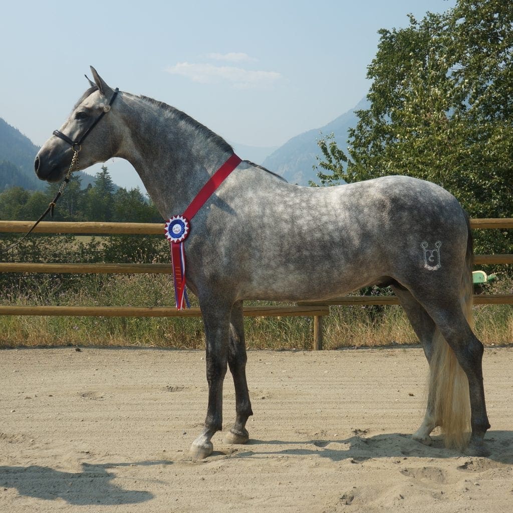 Andalusian Stallions Valhalla Andalusians