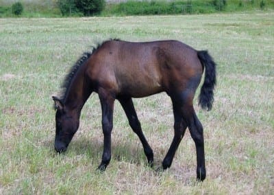 VMF-Gitano-De-La-Noche-foal