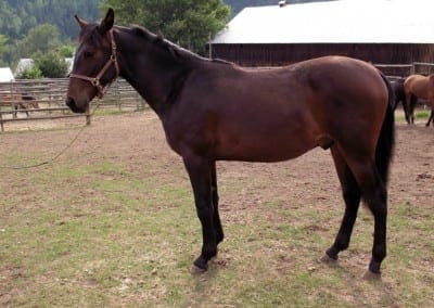 VMF-J-los-Cancion-Silvestre-yearling