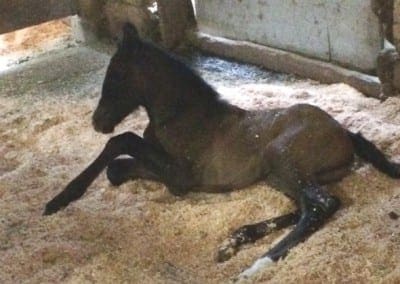 VA Cristal just born